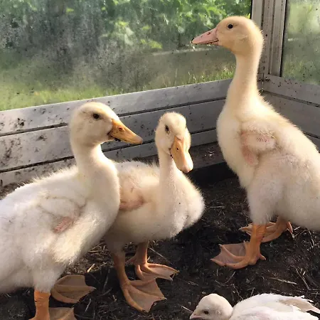 The Gorgeous Log House, That Brings Out The Smile! * Hara