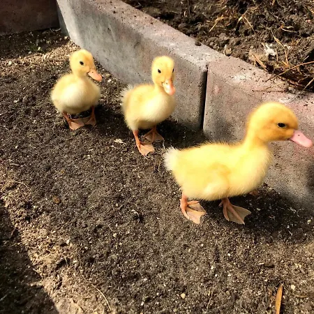 The Gorgeous Log House, That Brings Out The Smile!