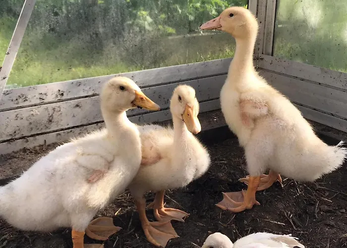 The Gorgeous Log House, That Brings Out The Smile! * Hara