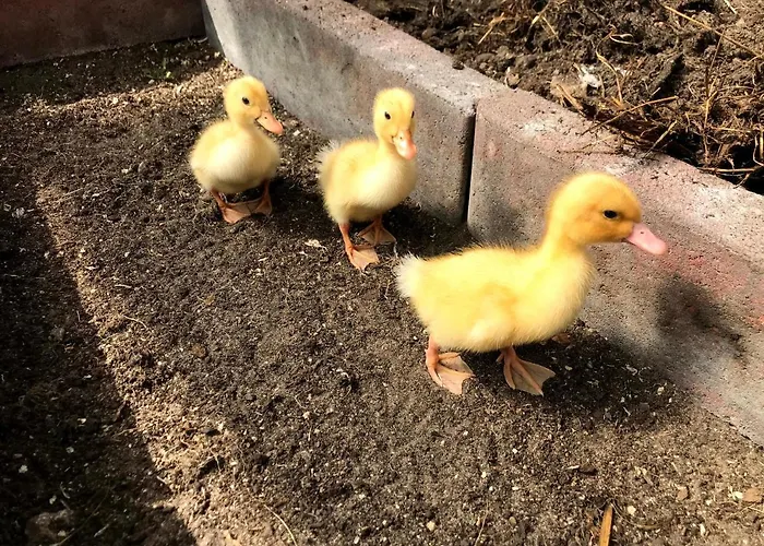 The Gorgeous Log House, That Brings Out The Smile!